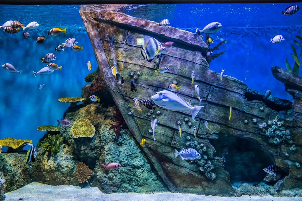 2017 KOREA — 경포 아쿠아리움 | Gyeongpo Aquarium, Gangneung, Korea | 2017