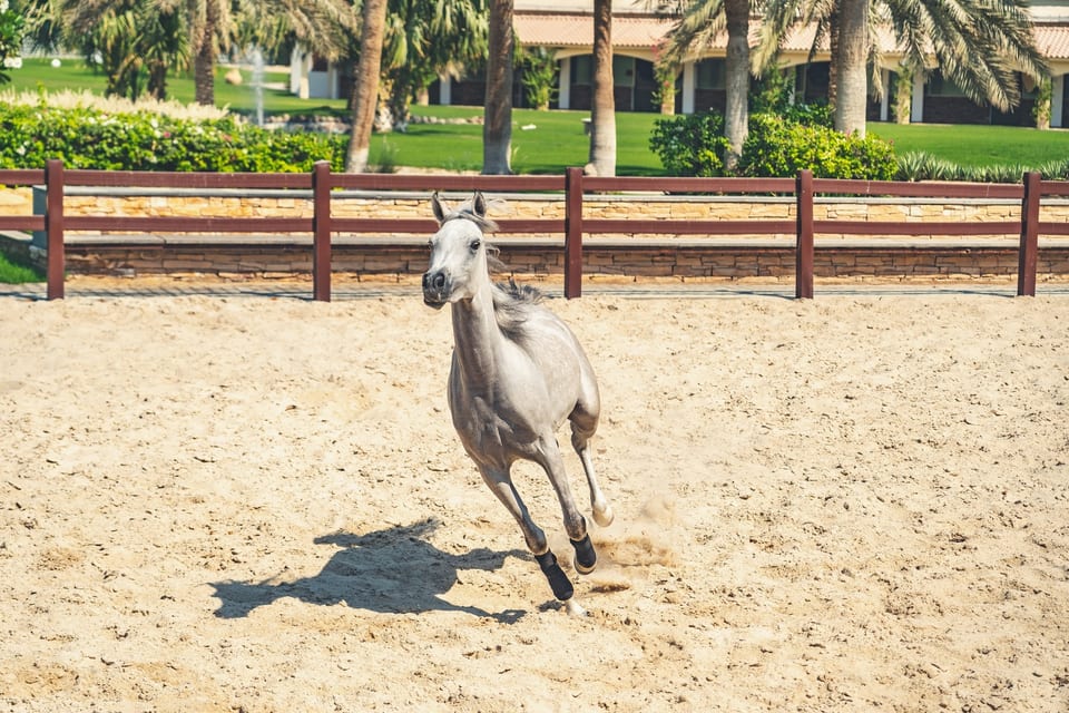 Dammam, SAUDI ARABIA 사진 23