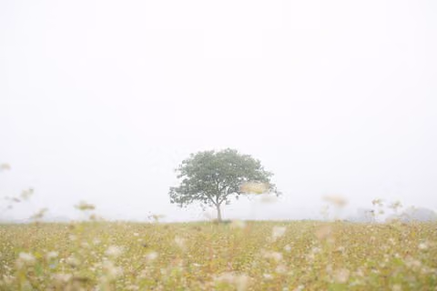 Gyeongju, KOREA #005