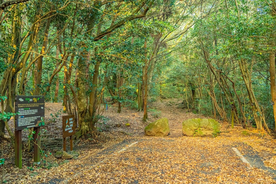 Jeju, KOREA — 고살리 숲길(Gosalli Forest Trail) | Seogwipo, Jeju | 2026
