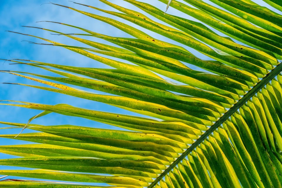 MAURITIUS 사진 10