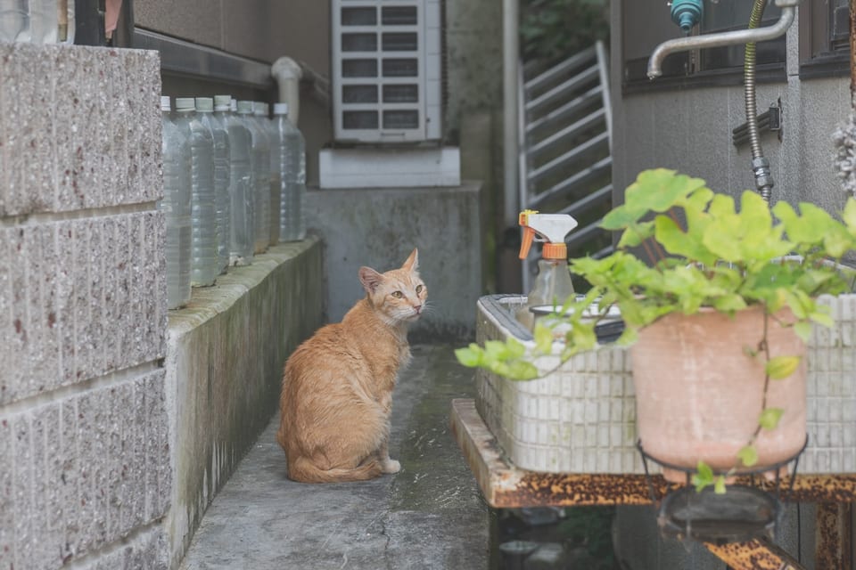 Nagasaki, JAPAN — 오바마 마을 | Obama Village, Nagasaki, Kyushu, Japan | 2017