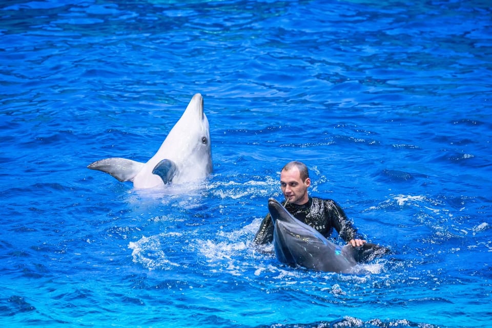 Vladivostok, RUSSIA 사진 33