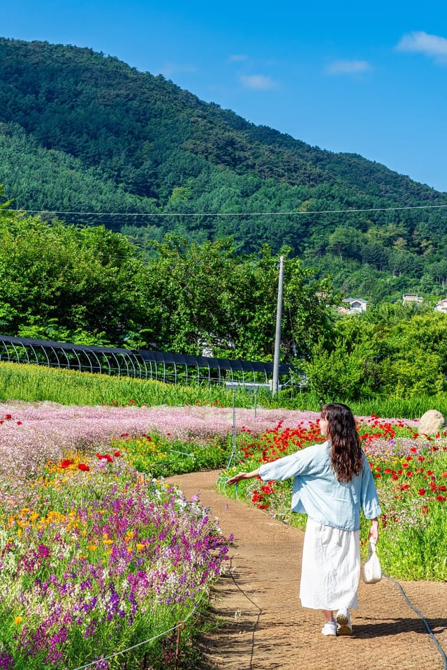 Wonju, Gangwon, KOREA 사진 35